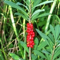Paprastasis zalcialunkis.jpg